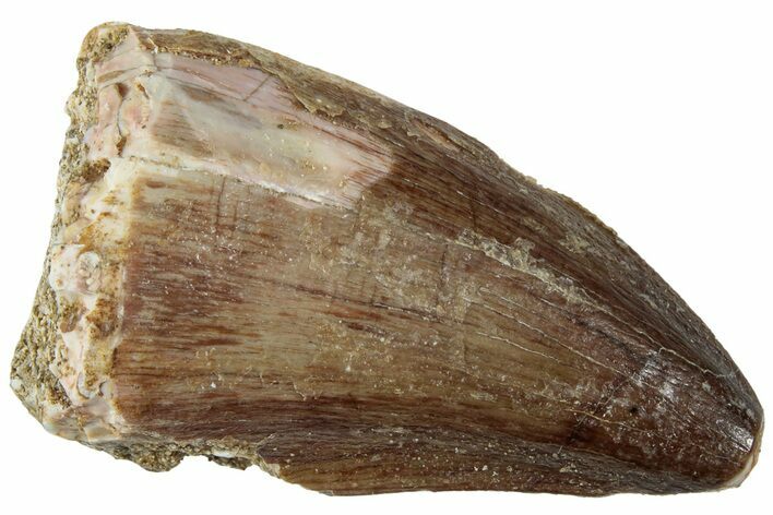 Fossil Mosasaur (Prognathodon) Tooth - Morocco #226686